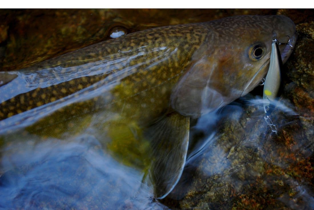 茶色く大きなイワナが咥えたベンケイ