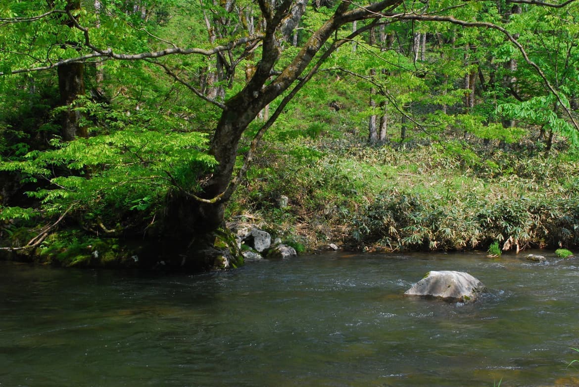 新緑の木の下に潜むイワナ