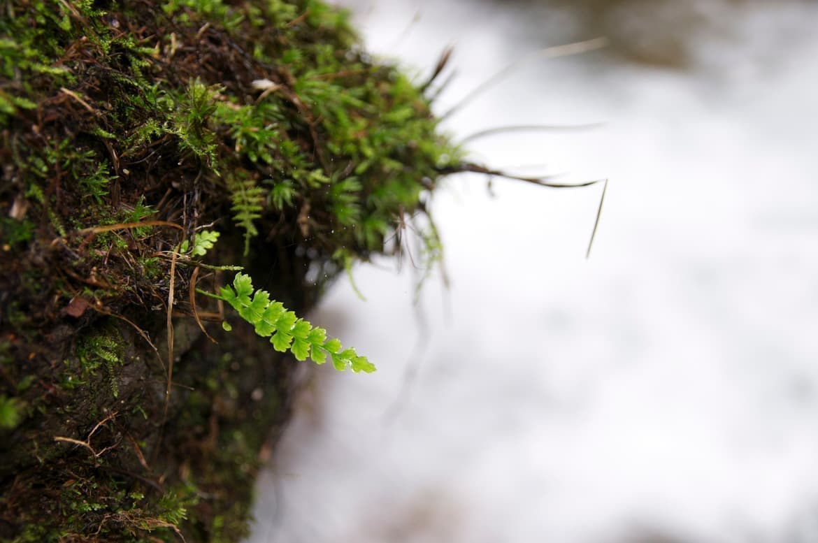 小さな場所でも力強く生きるシダ