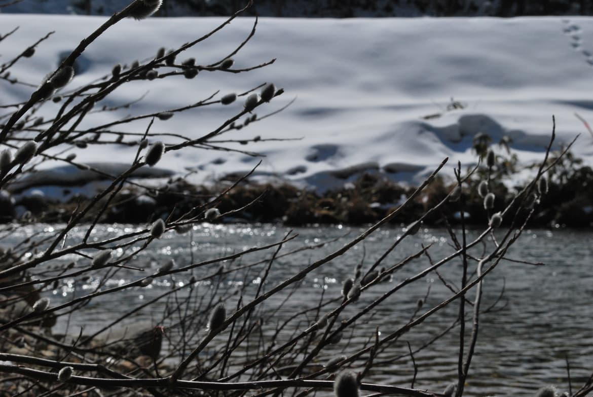 寒さに揺れる白いネコヤナギ