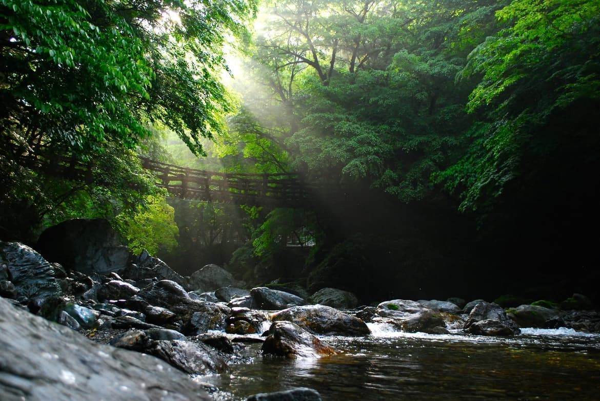 吊り橋と深い緑に射す朝の光
