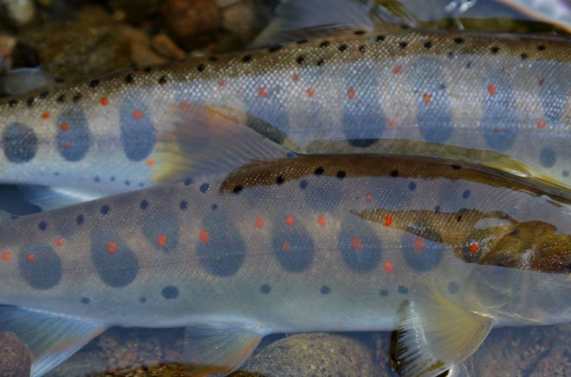 青と赤のコントラストが美しい２匹のアマゴ