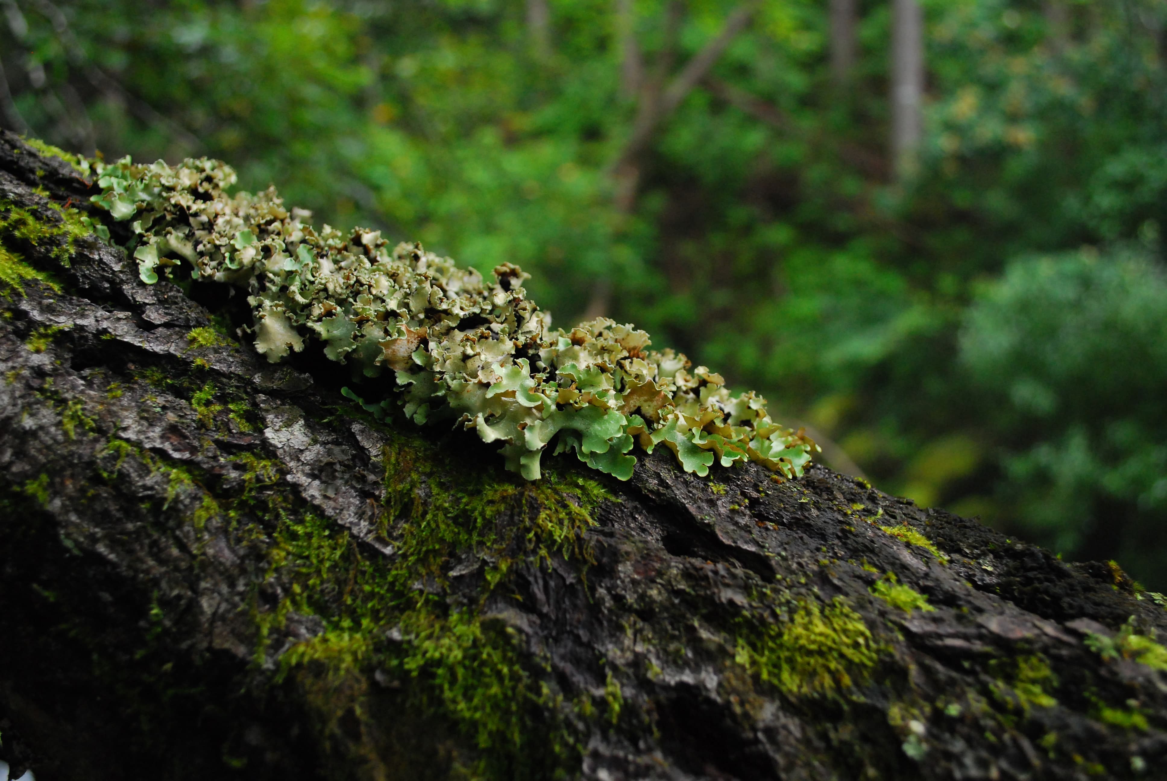 吊り橋と深い緑に射す朝の光