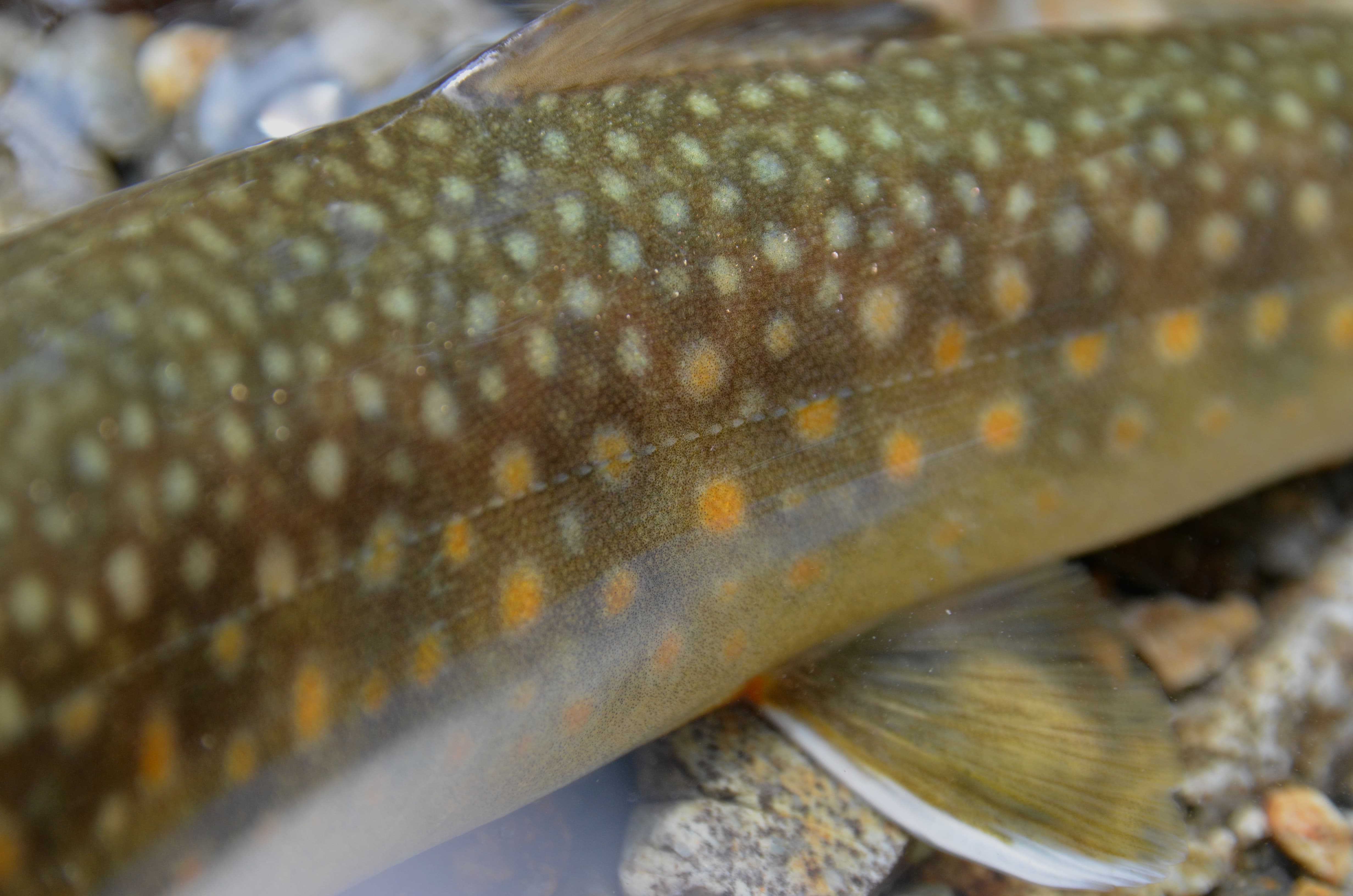 青と赤のコントラストが美しい２匹のアマゴ