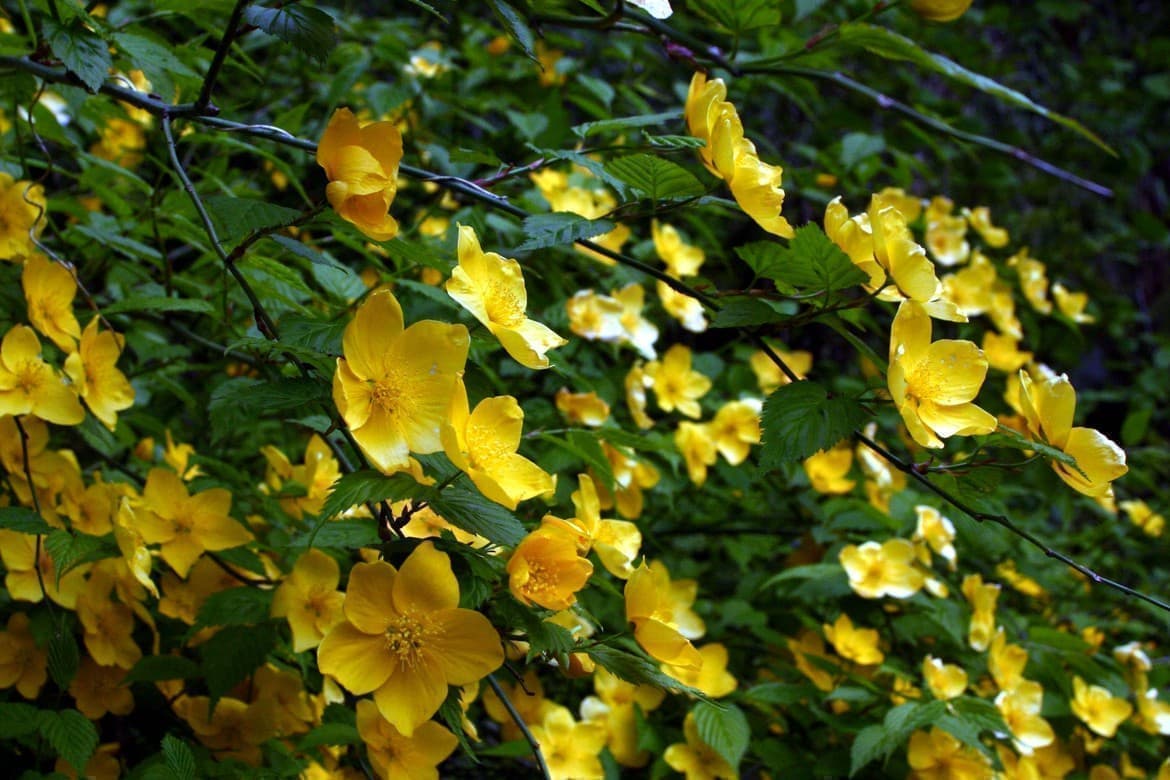 黄色の花がキレイな野苺
