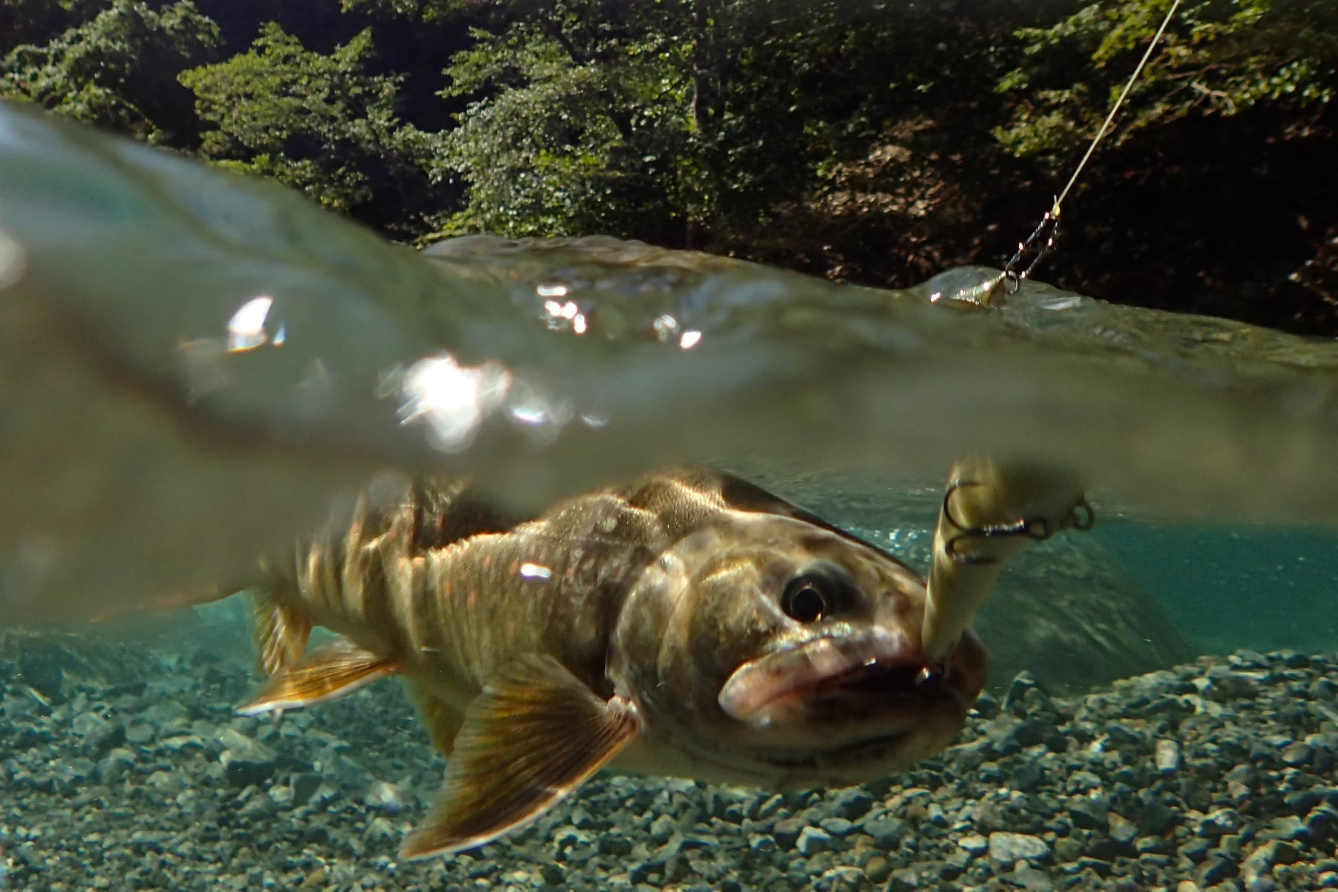 水面との境界線を逃げるイワナ