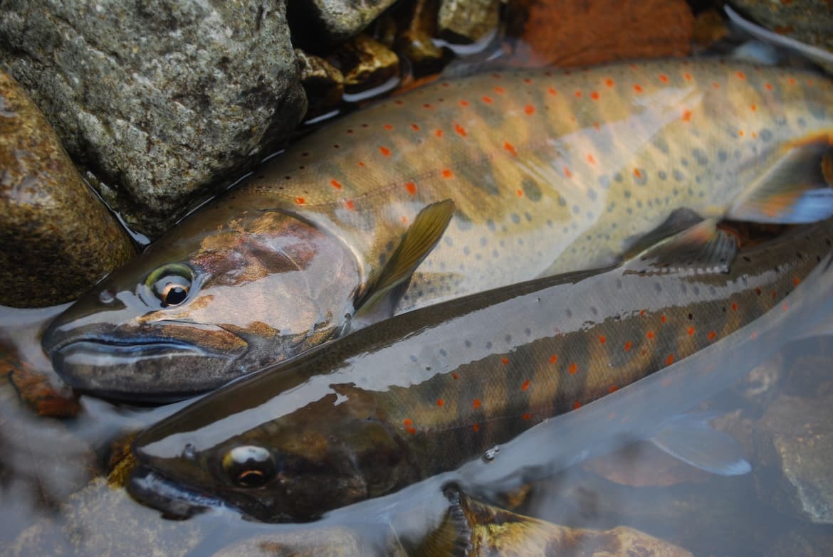 秋が近い茶色のアマゴ