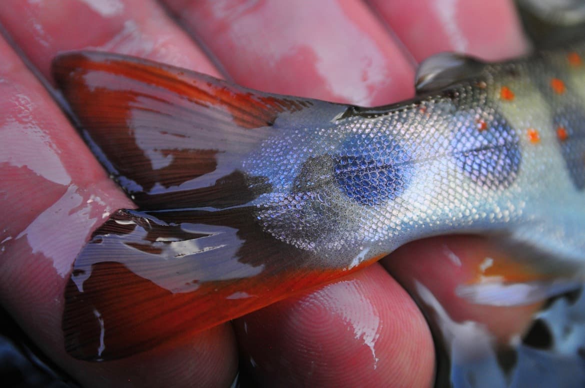 透き通った朱色のヒレを持つアマゴ