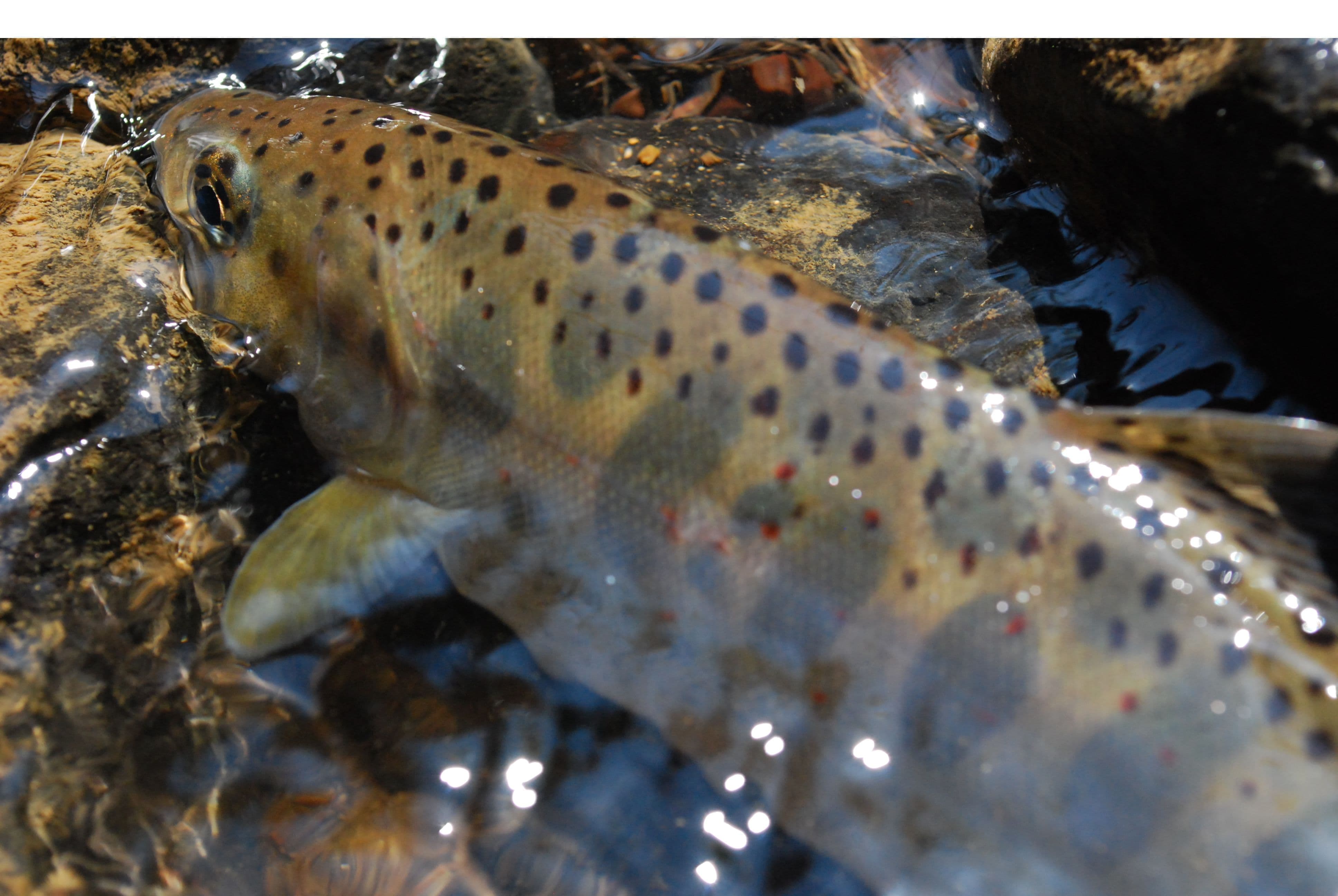 水が眩しいアマゴの身体