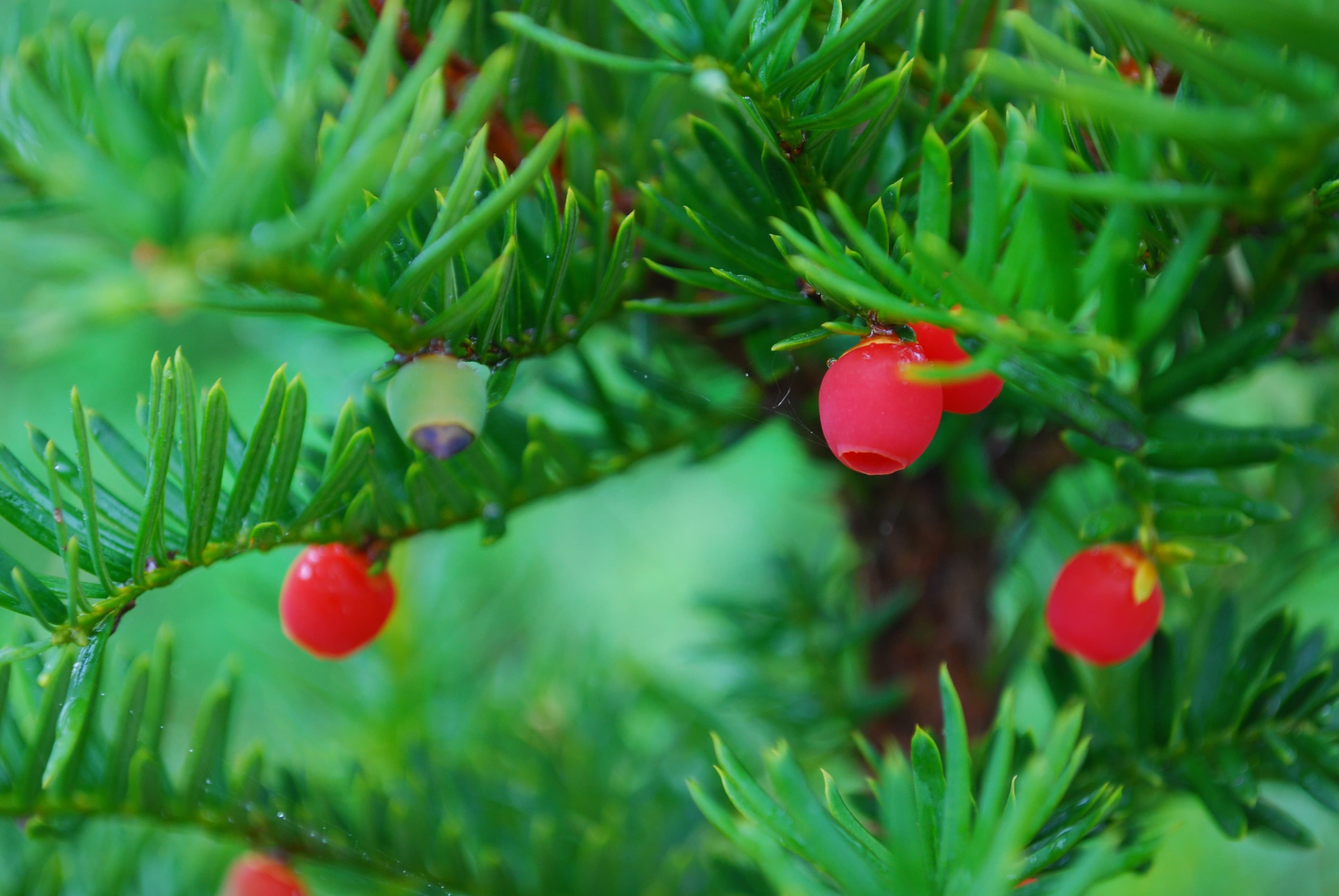 鮮やかな赤色の一位の実