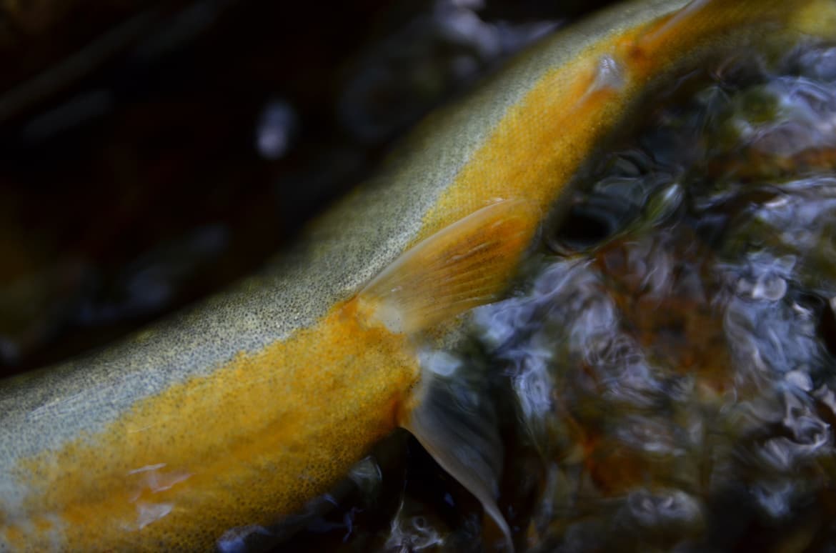 オレンジが可愛いイワナのお腹