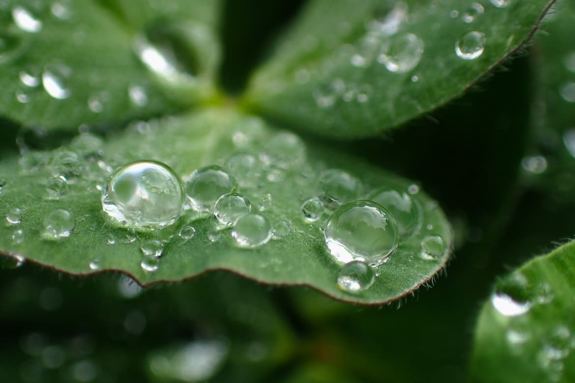 四つ葉のクローバーの水滴