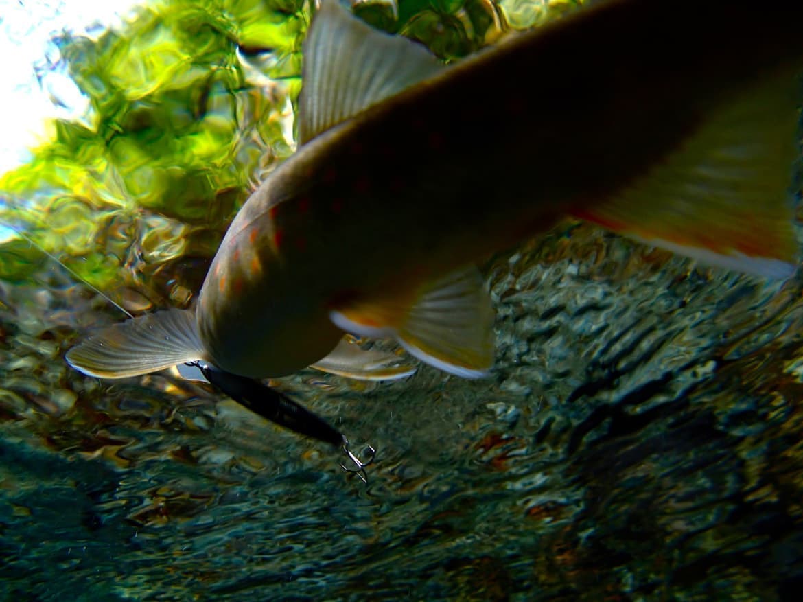 下からアングル、イワナの水中写真。