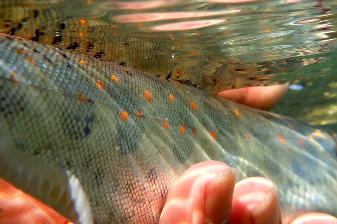 朱点が綺麗なアマゴの水中写真