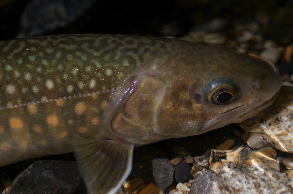 キリッとした顔のイワナ
