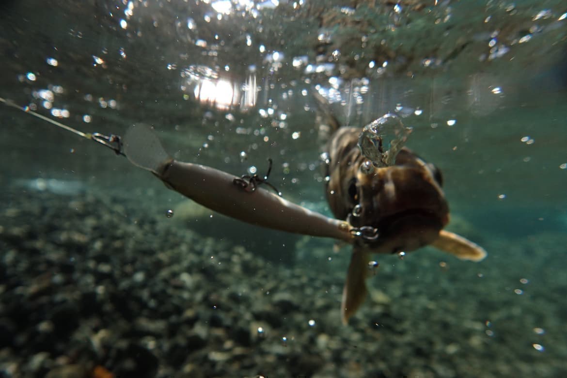 泡とイワナの水中写真