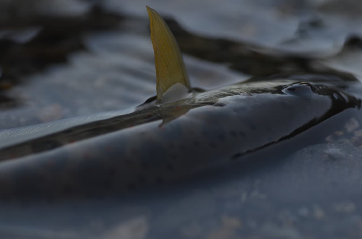 黄色いヒレを立てたアマゴ