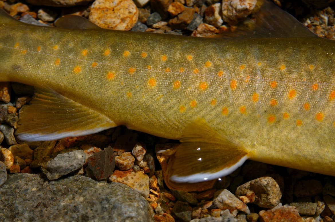 オレンジ色の朱点と黄色い体のイワナ