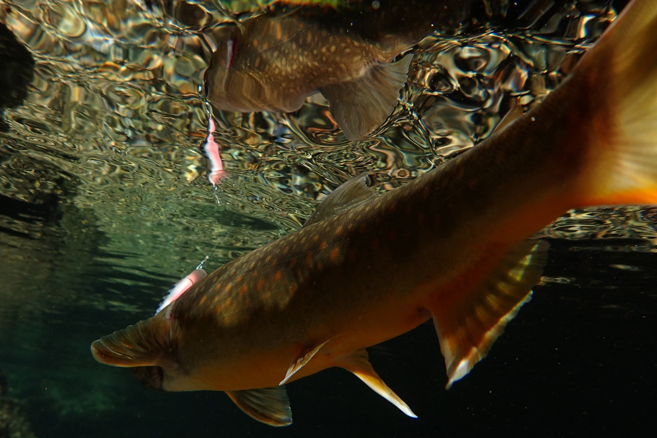 イワナの水中写真